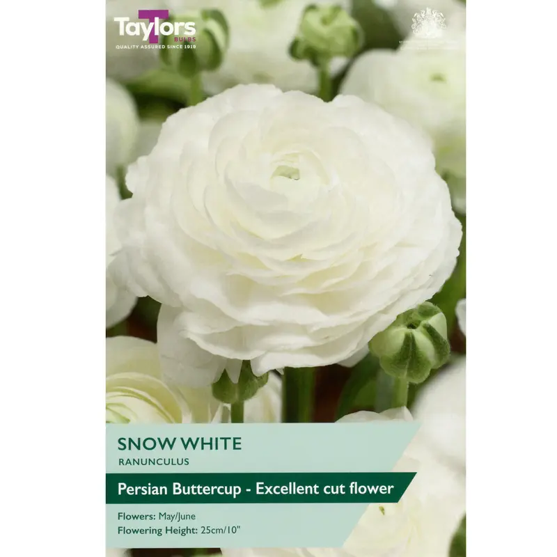 Taylors Ranunculus Snow White