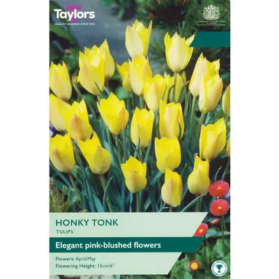 Taylors Tulip Honky Tonk