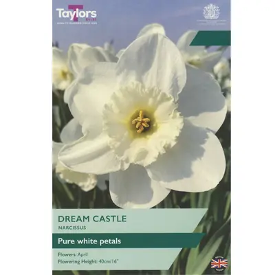 Taylors Narcissus Dream Castle