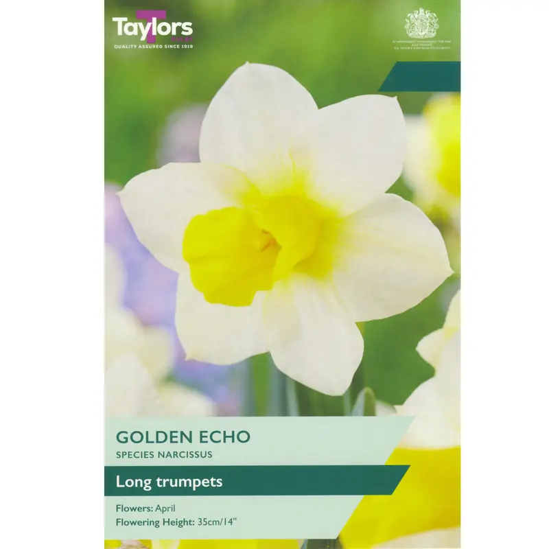 Taylors Narcissus Species Golden Echo