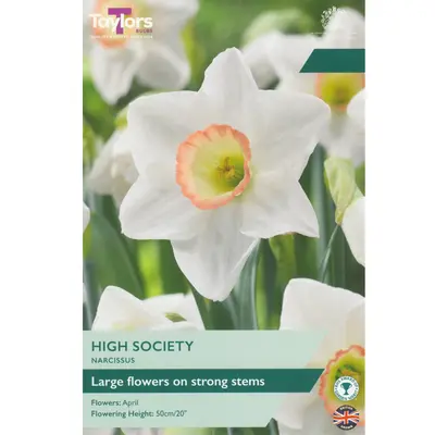Taylors Narcissus High Society