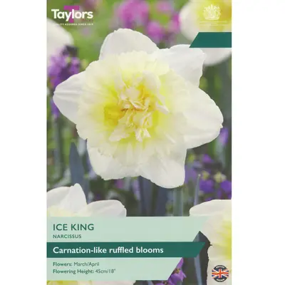 Taylors Narcissus Ice King