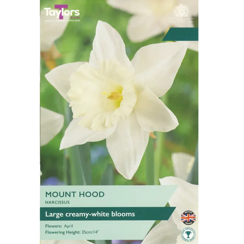 Taylors Narcissus Mount Hood