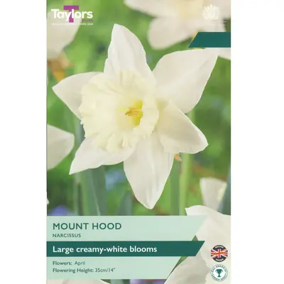 Taylors Narcissus Mount Hood