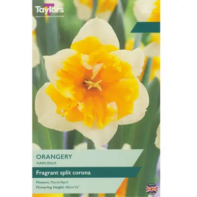 Taylors Narcissus Orangery