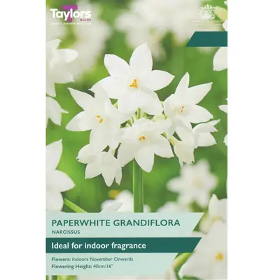 Taylors Narcissus Paperwhite Grandiflora