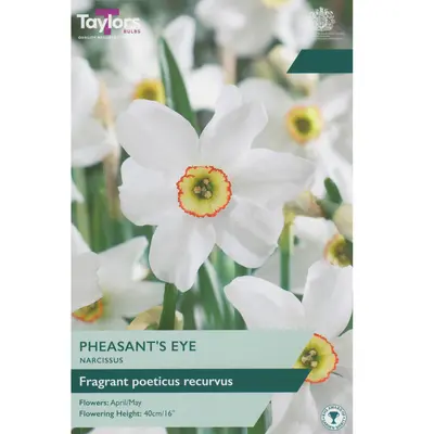 Taylors Narcissus Pheasant's Eye