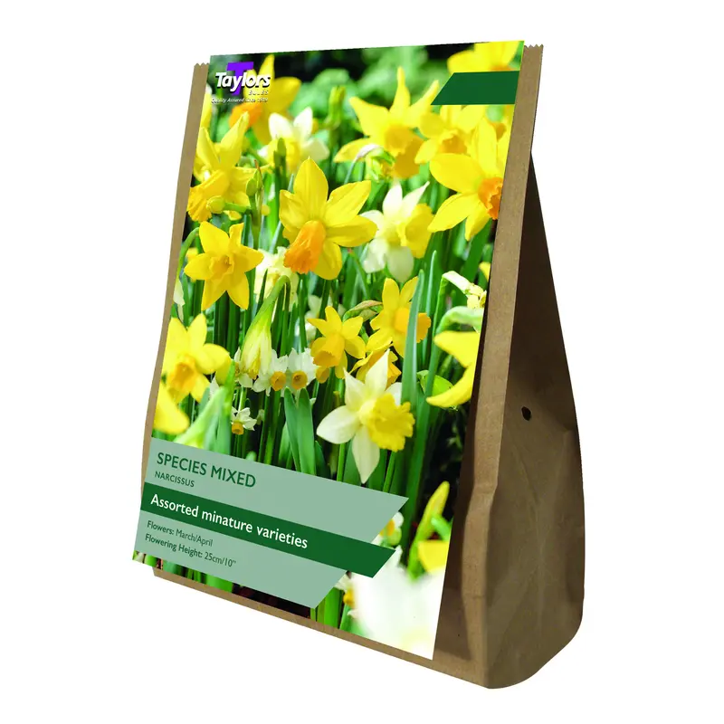 Taylors Value Bag Narcissus Species Mixed