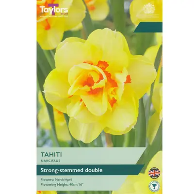 Taylors Narcissus Tahiti