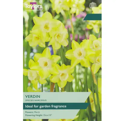 Taylors Narcissus Species Verdin