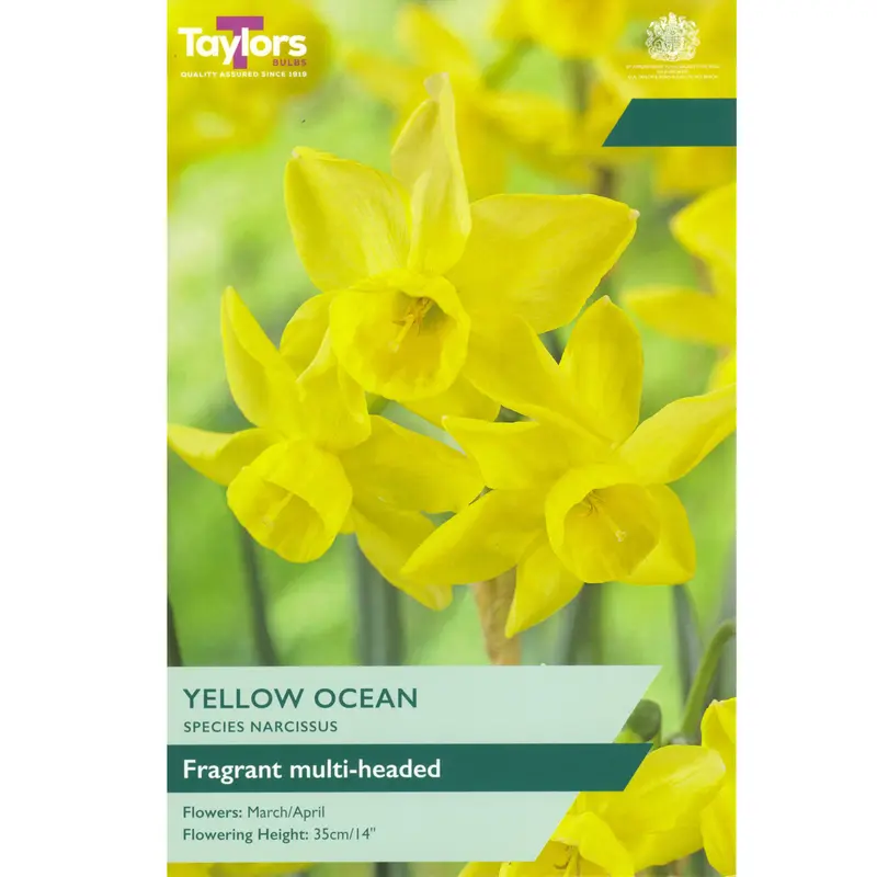 Taylors Narcissus Species Yellow Ocean