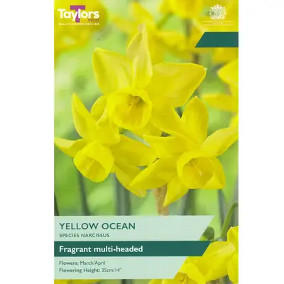 Taylors Narcissus Species Yellow Ocean