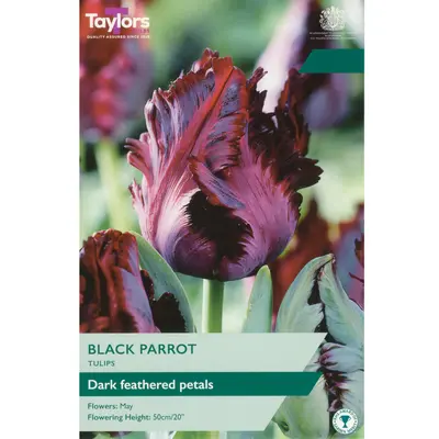 Taylors Tulip Black Parrot