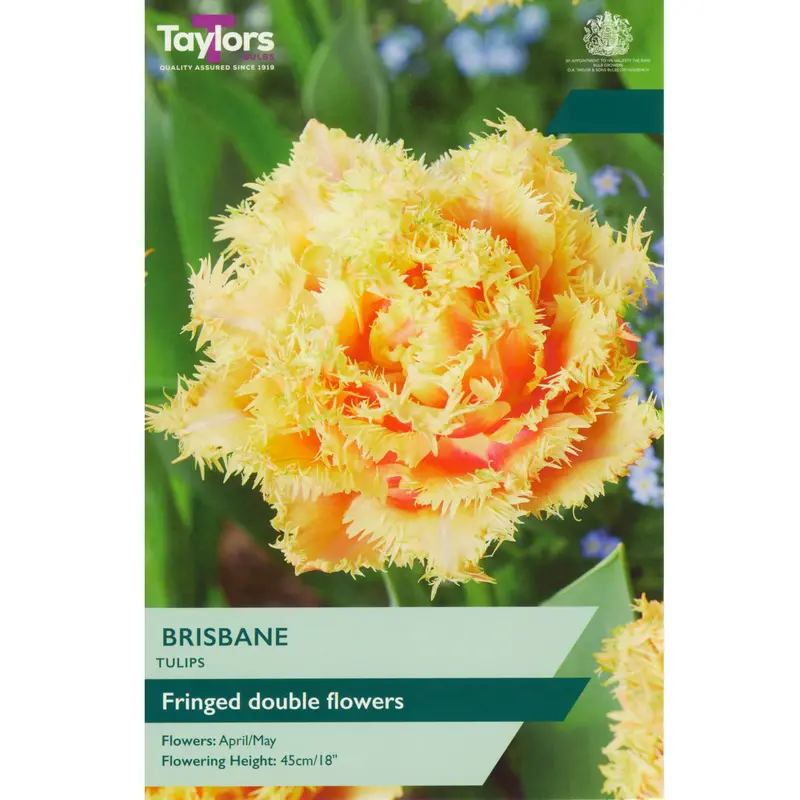 Taylors Tulip Brisbane