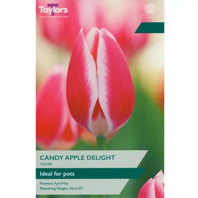 Taylors Tulip Candy Apple Delight