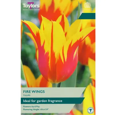 Taylors Tulip Fire Wings