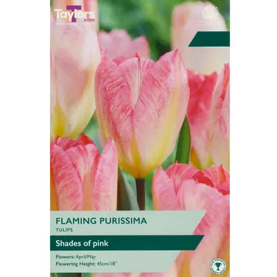 Taylors Tulip Flaming Purissima