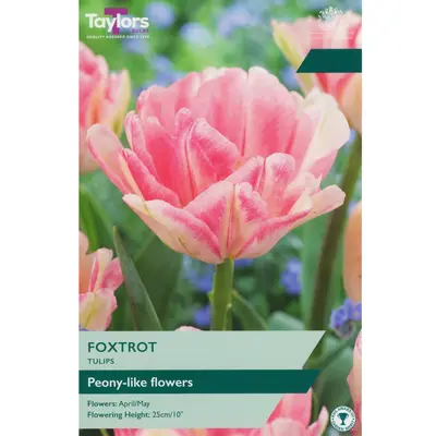 Taylors Tulip Foxtrot