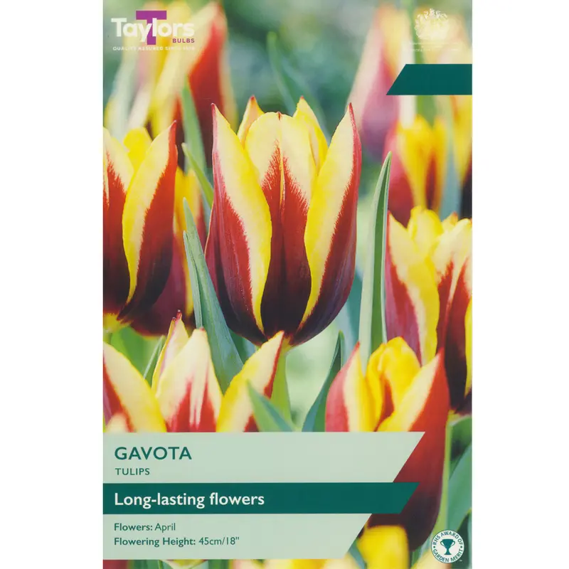 Taylors Tulip Gavota