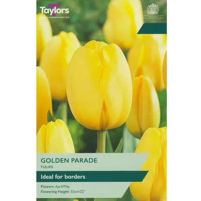 Taylors Tulip Golden Parade