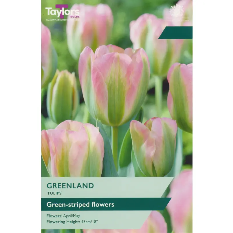 Taylors Tulip Greenland