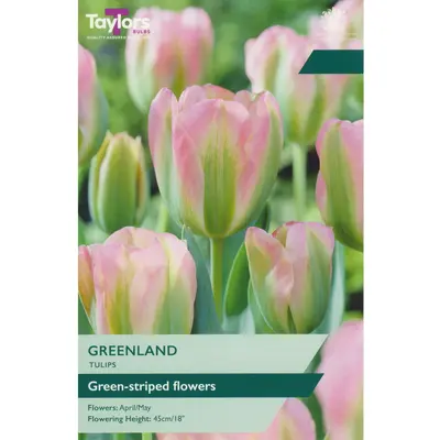 Taylors Tulip Greenland