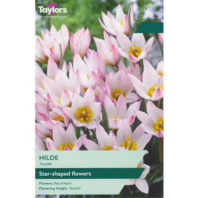Taylors Tulip Hilde