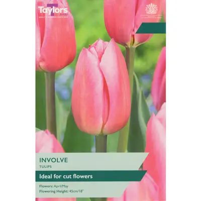 Taylors Tulip Involve