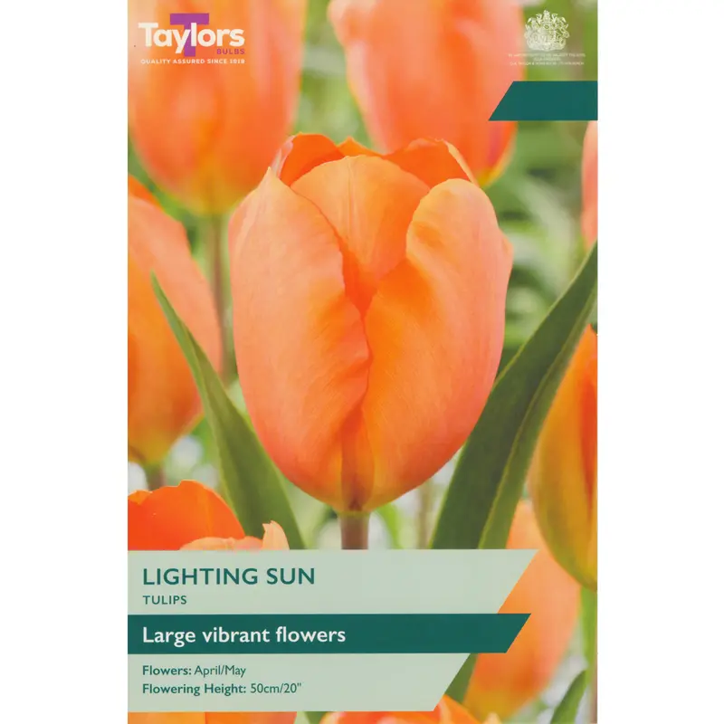 Taylors Tulip Lighting Sun