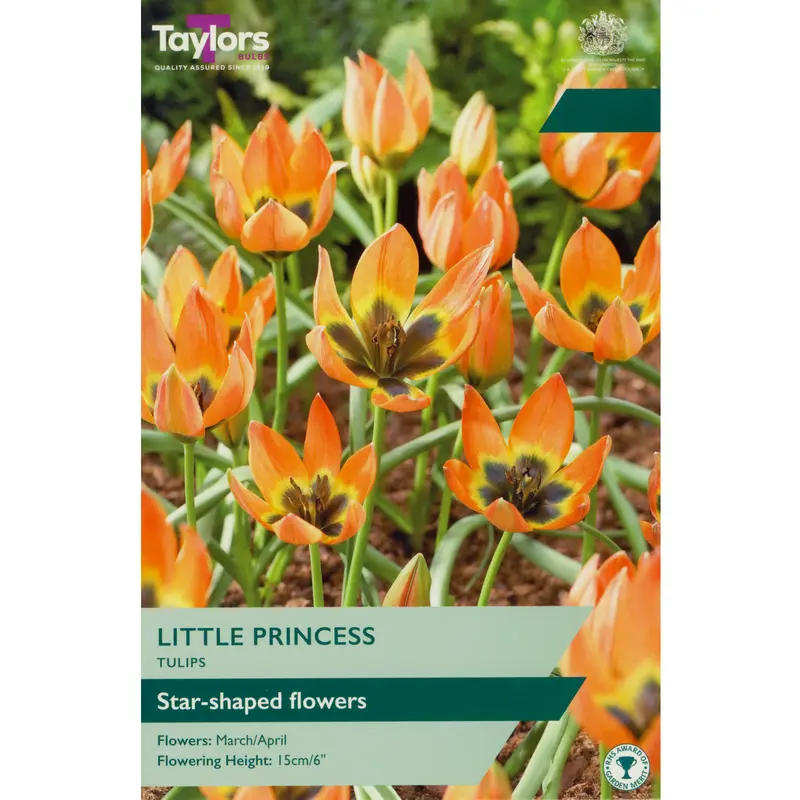 Taylors Tulip Little Princess