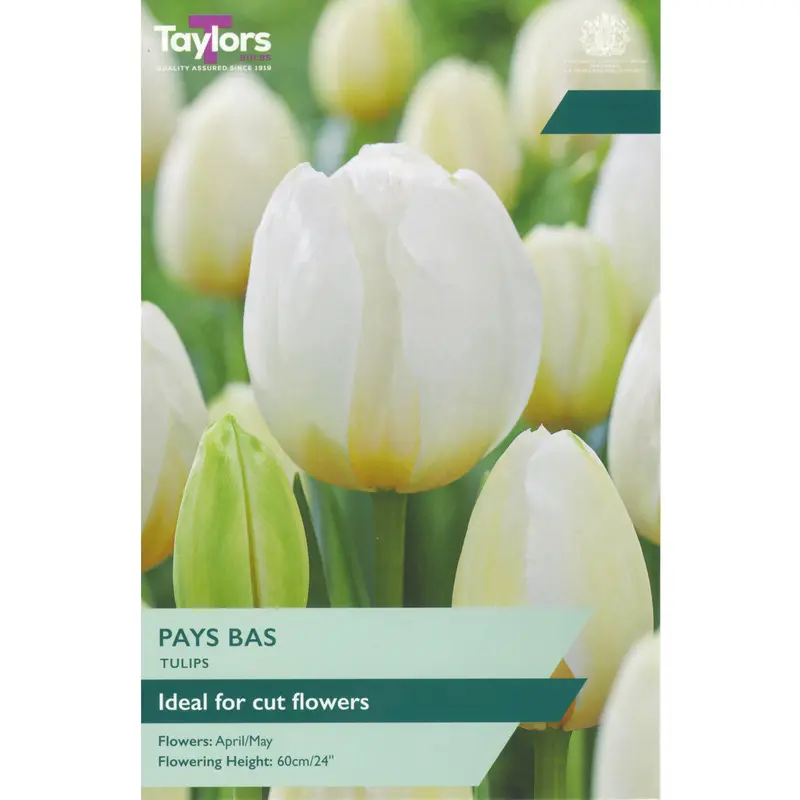 Taylors Tulip Pays Bas