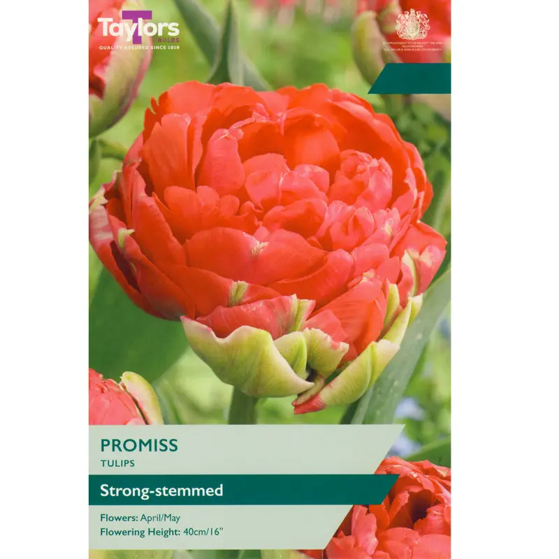 Taylors Tulip Promiss