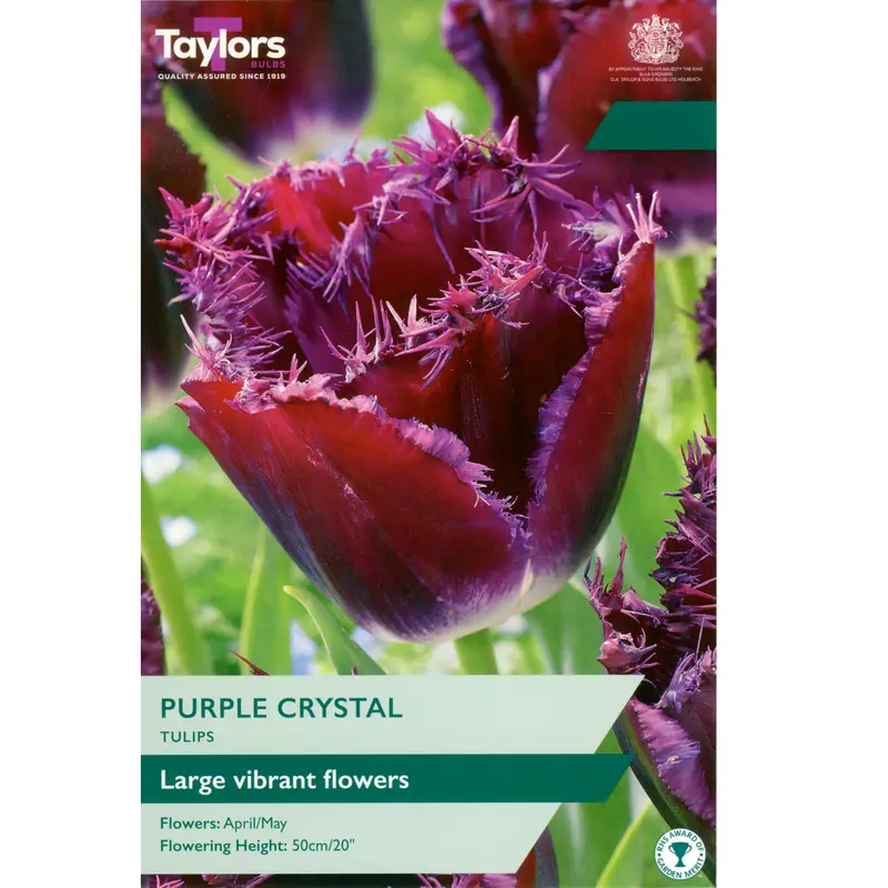 Taylors Tulip Purple Crystal