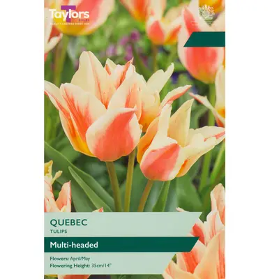 Taylors Tulip Quebec
