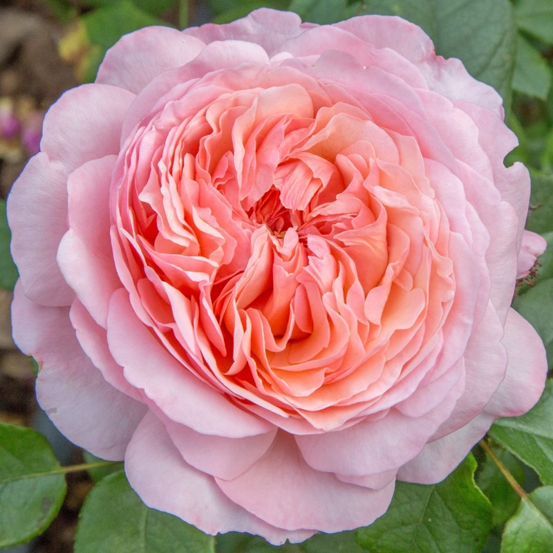 Hybrid Tea Rose Sweet Romantica