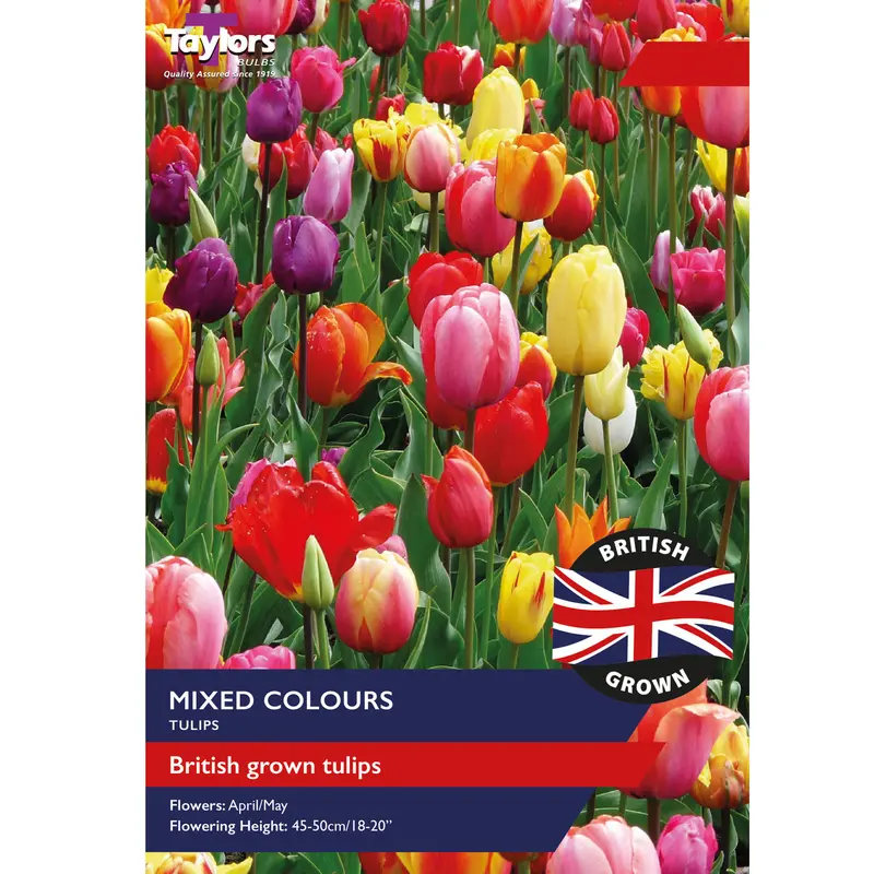 Taylors British Grown Mixed Tulips