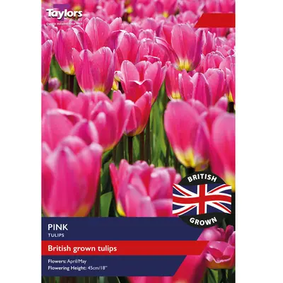 Taylors British Grown Pink Tulips