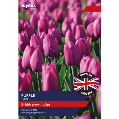 Taylors British Grown Purple Tulips