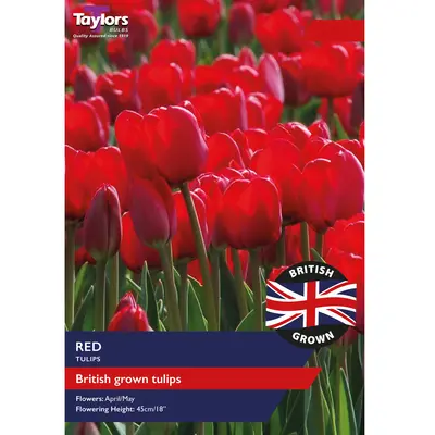 Taylors British Grown Red Tulips