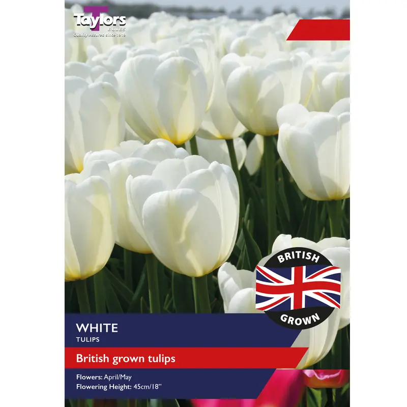 Taylors British Grown White Tulips