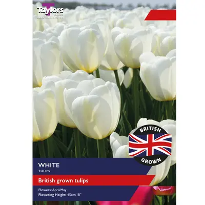 Taylors British Grown White Tulips