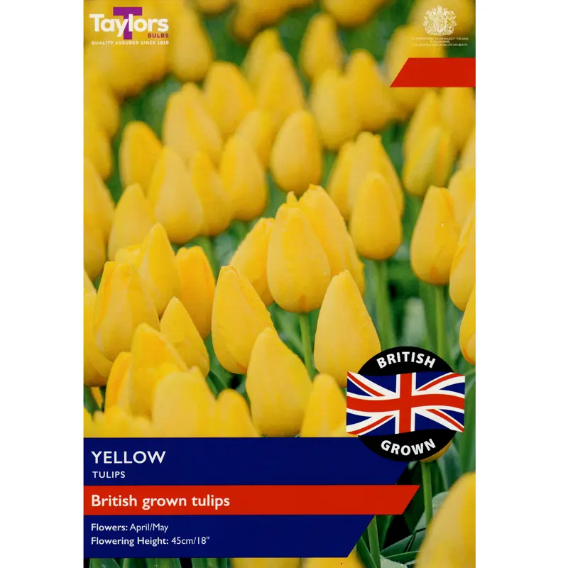 Taylors British Grown Yellow Tulips