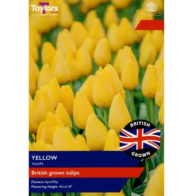 Taylors British Grown Yellow Tulips