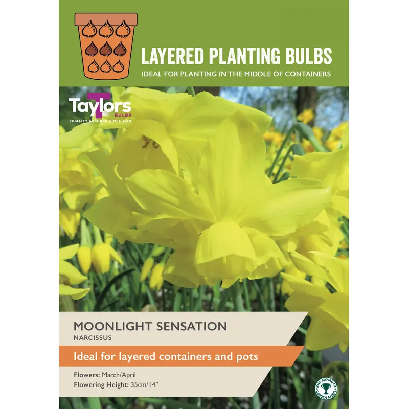 Taylors Layered Planting Narcissus Moonlight Sensation