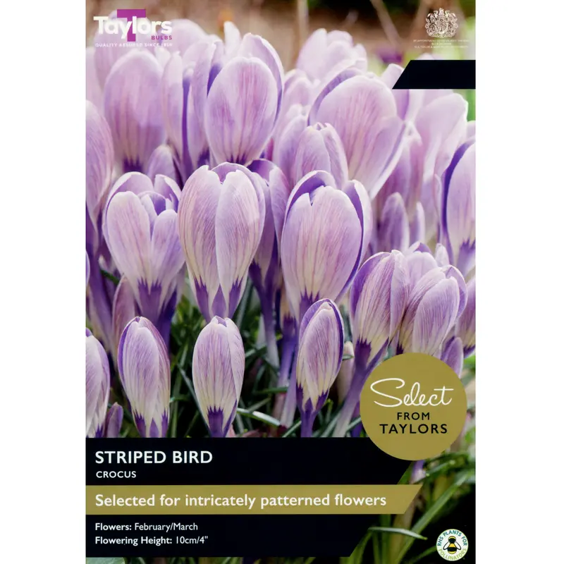 Taylors Select Crocus Striped Bird