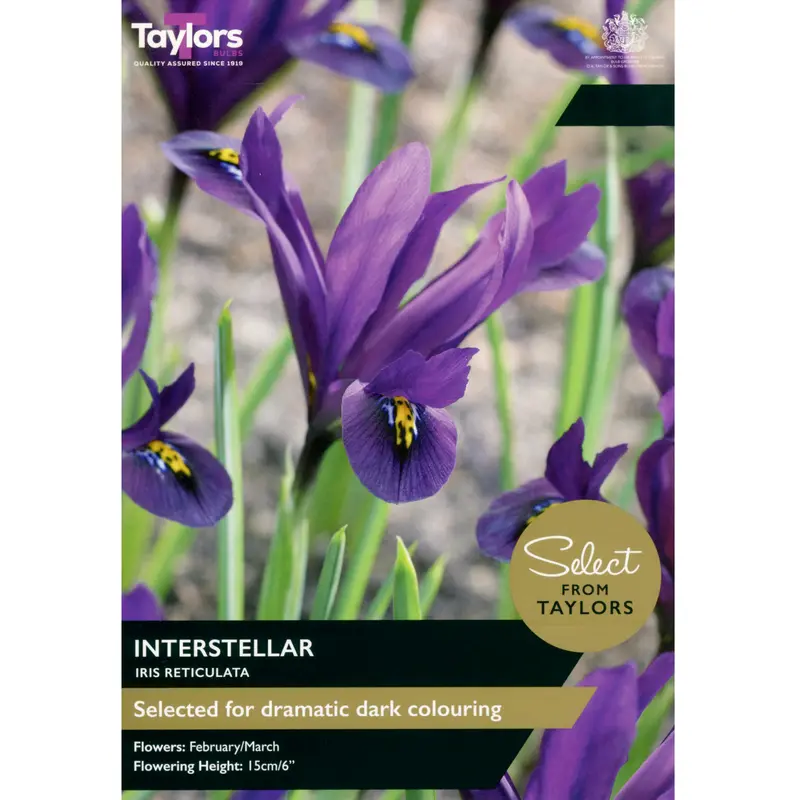 Taylors Select Iris Reticulata Interstellar