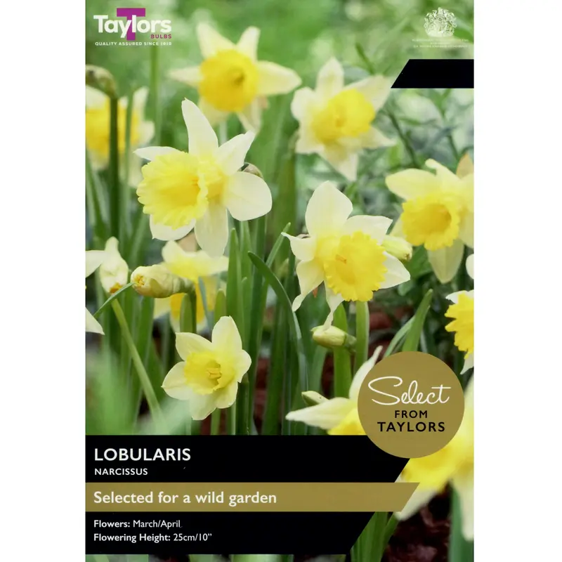 Taylors Select Narcissus Lobularis