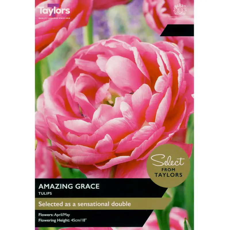 Taylors Select Tulip Amazing Grace