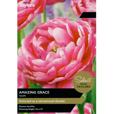 Taylors Select Tulip Amazing Grace