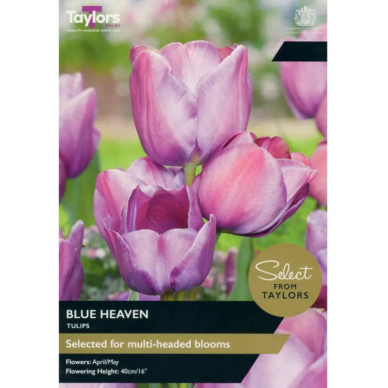 Taylors Select Tulip Blue Heaven